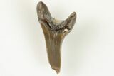 Fossil Shark (Cretodus) Tooth - Carlile Shale, Kansas #203305-1